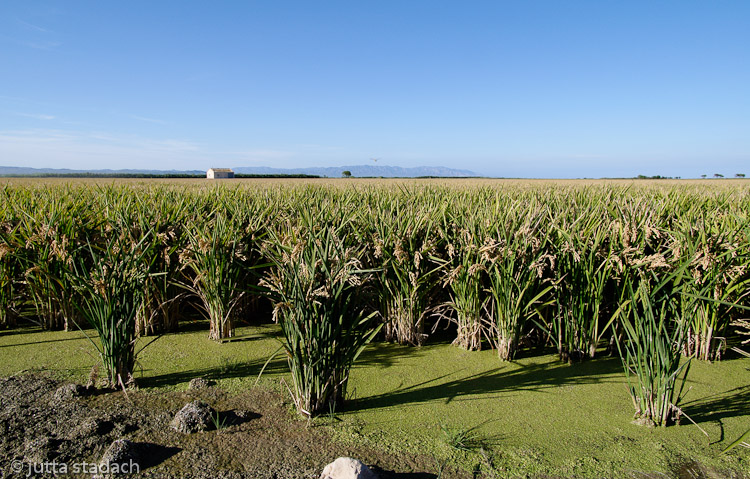 ebrodelta reisfeld