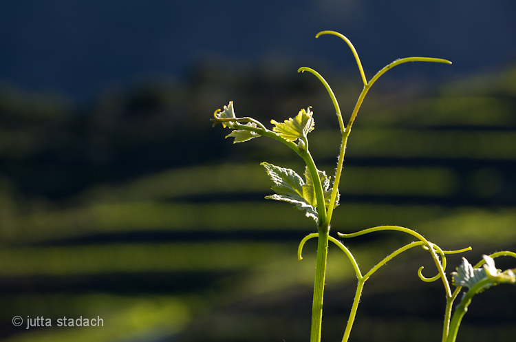 Rebstöcke im Frühling in Porrera de Priorat, einem der bekanntesten Weindörfer in der D.O. Priorat