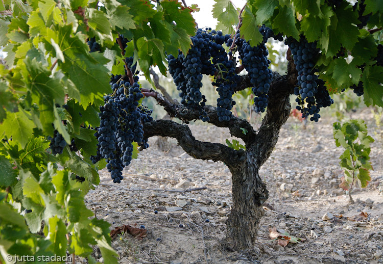 Cariñena Rebstock im Priorat in Katalonien