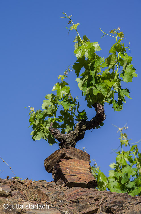 Rebstock in Porrera de Priorat