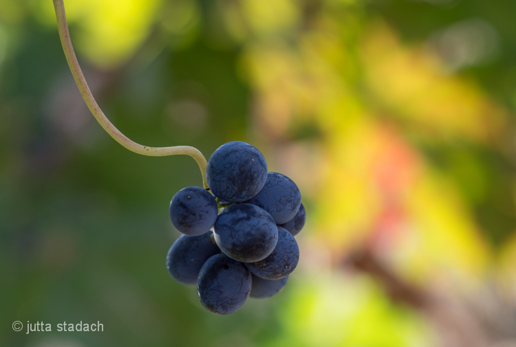 Herbst im Priorat, Katalonien