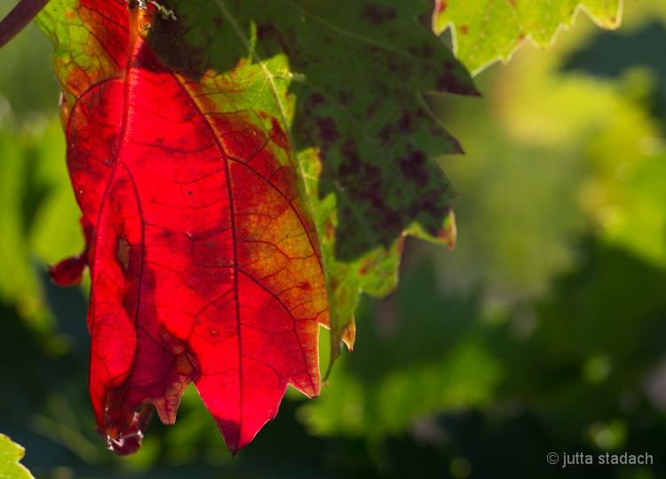 Herbst im Priorat, Katalonien