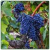 02_priorat_wein.jpg (22kb)