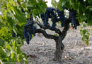 Cariñena Rebstock im Priorat in Kataloinen