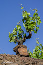 Rebstock in Porrera de Priorat