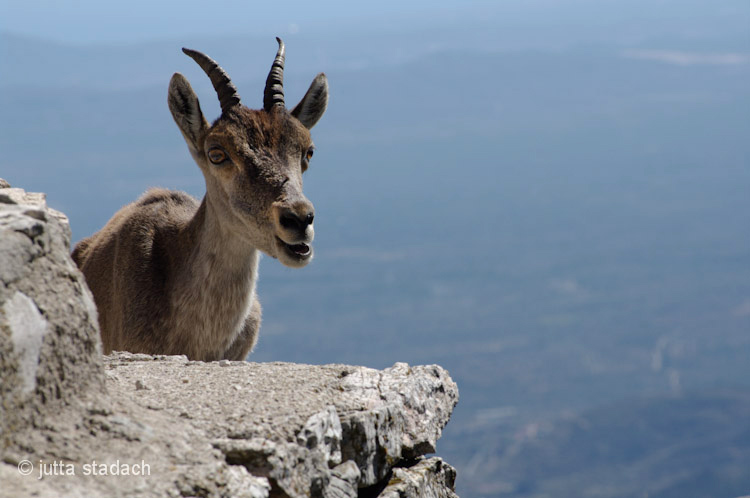 Iberischer Steinbock auf dem Mont Caro Parc Natural dels Ports 